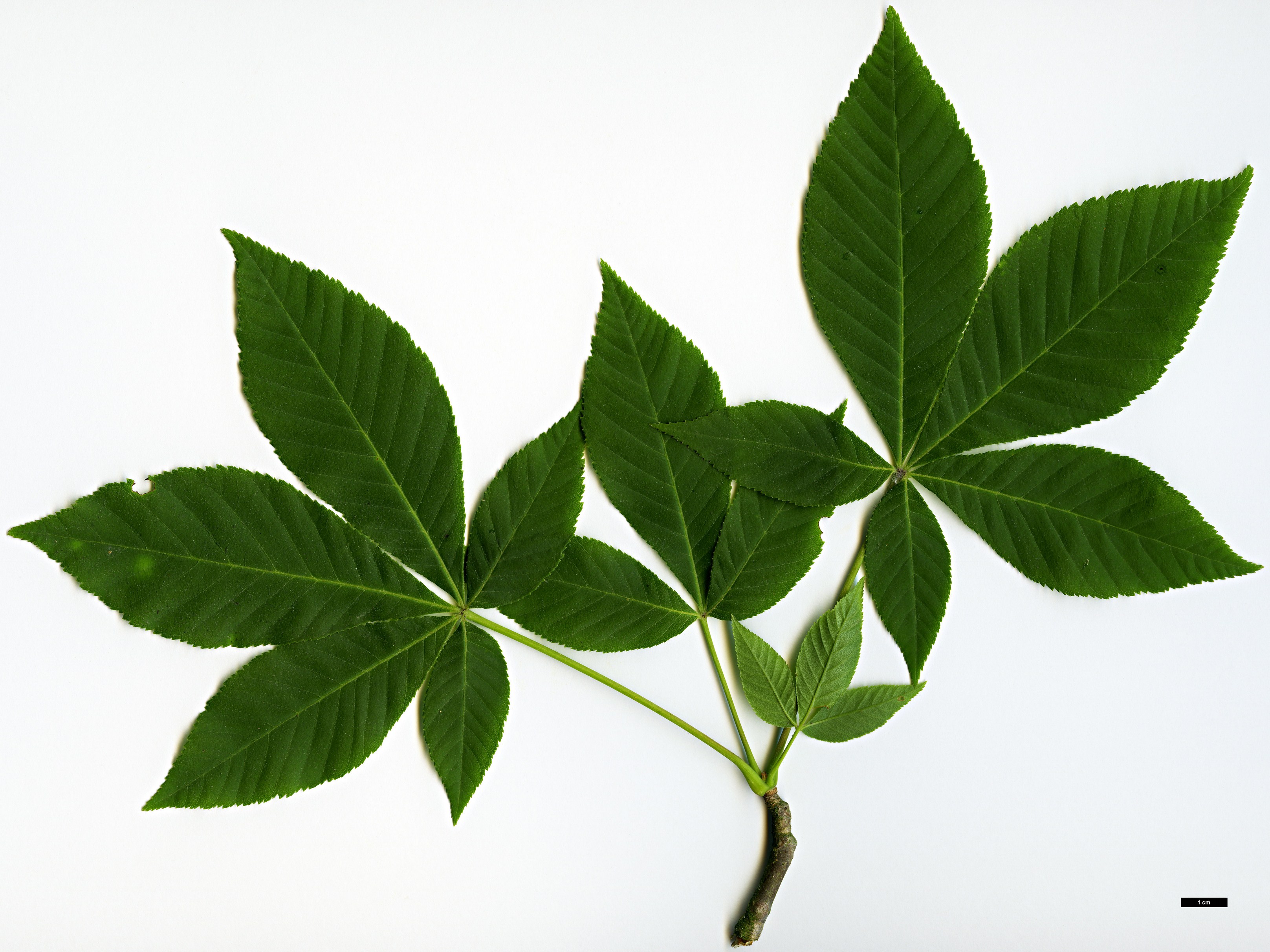 High resolution image: Family: Sapindaceae - Genus: Aesculus - Taxon: sylvatica